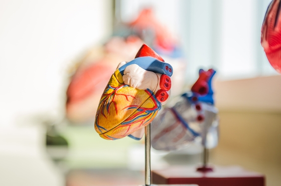 A model of a human heart on display, showcasing the intricate structure and functions.
